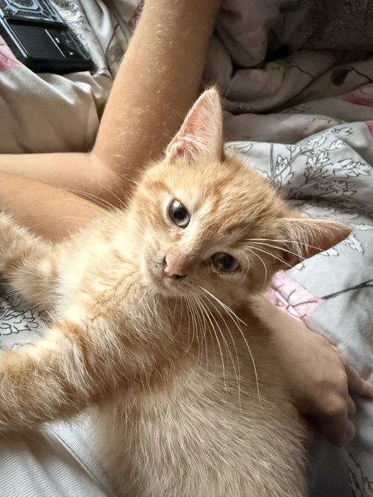 Котик червоний мравмор