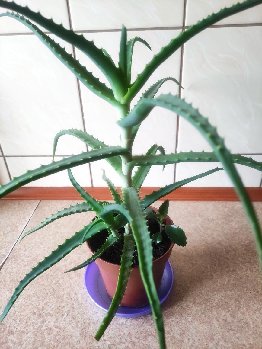 ALOES drzewiasty sprzedam