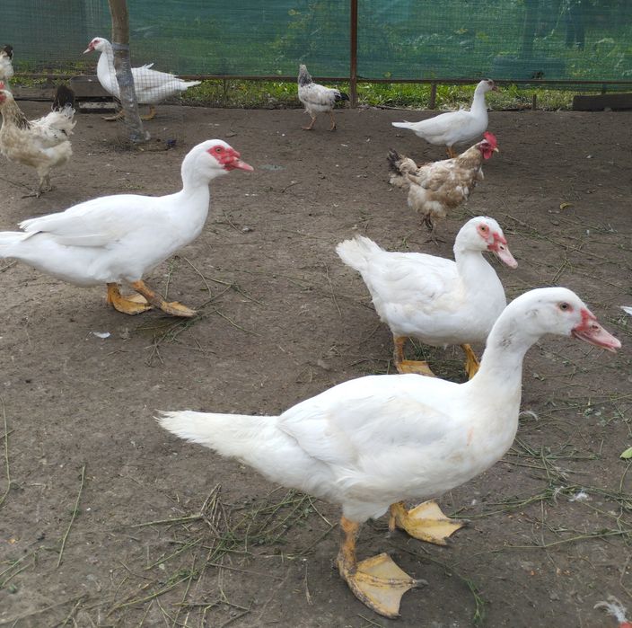 Індокачки ( шипуни)