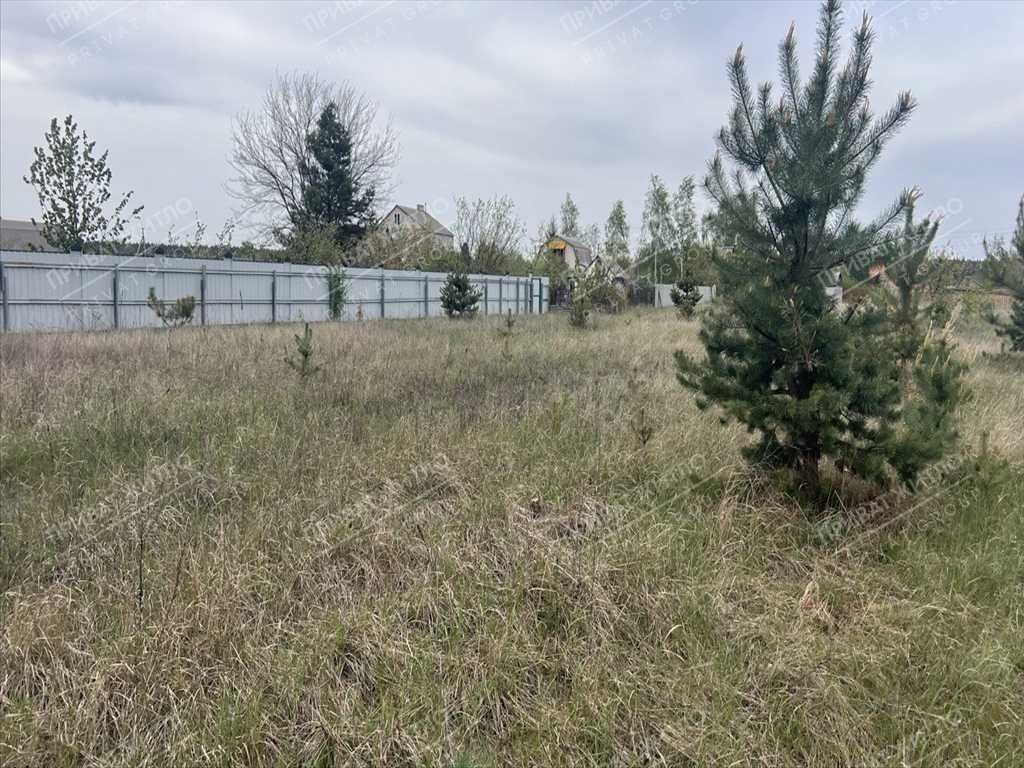 Ділянка в сосновому лісі!
