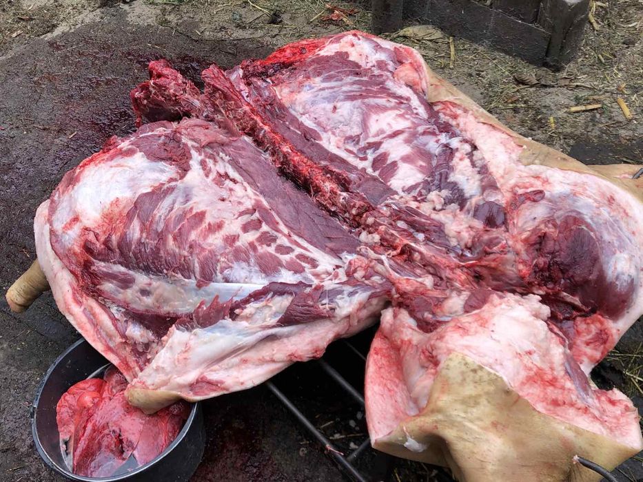 Поросята породи Мангалиця, є забій вагою 60-120 кг тушка, по100 гривен