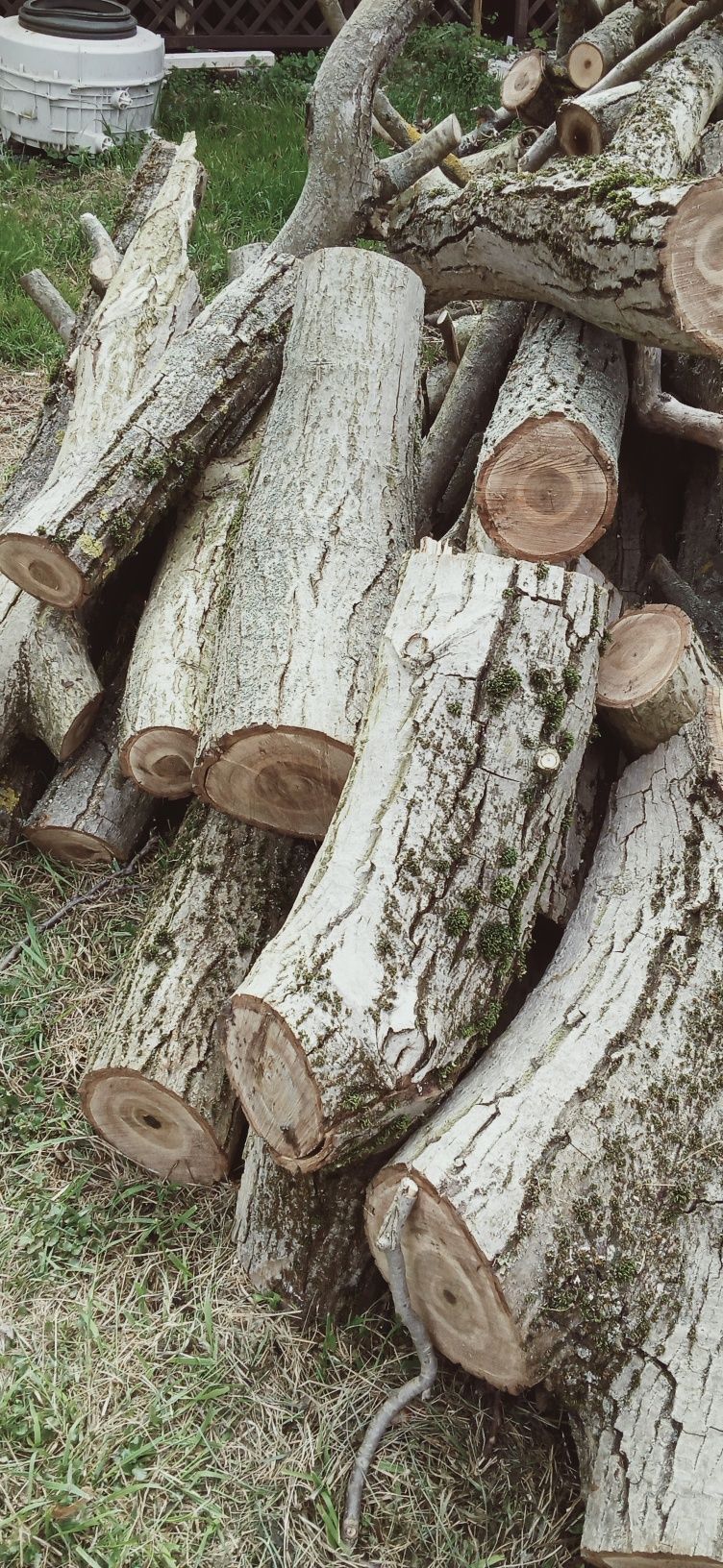 Drewno orzech włoski