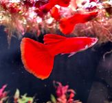GB Gupik Super Red Albino - ryba krajowa - dowóz ryb!