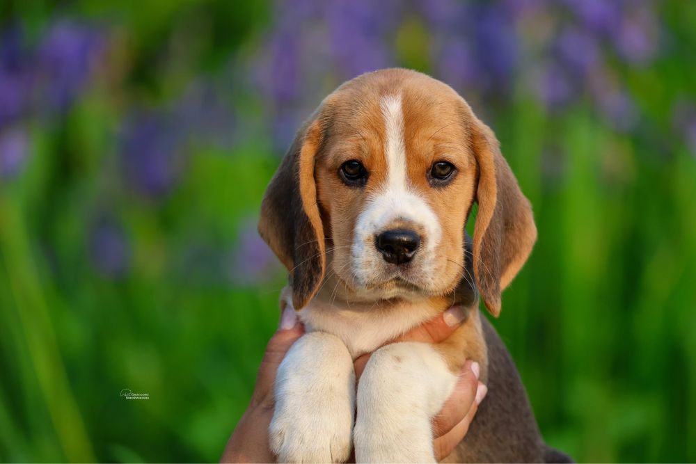 Beagle chlopiec z domowej hodowli FCI