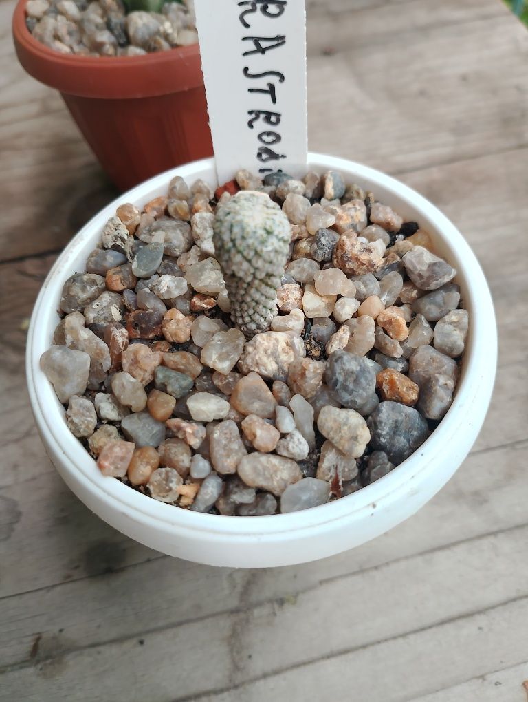 редкие кактусы,Encephalocarpus strobiliformis