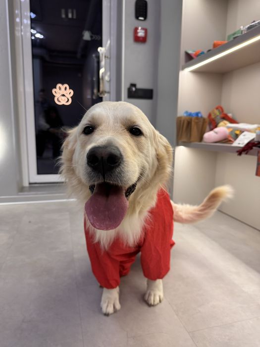 Продам красивых щенков от ретривера-подробности и фото в сообщениях.