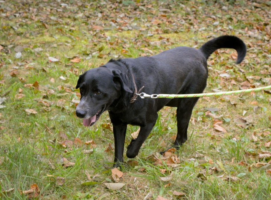 Oskar w typie labradora szuka domu