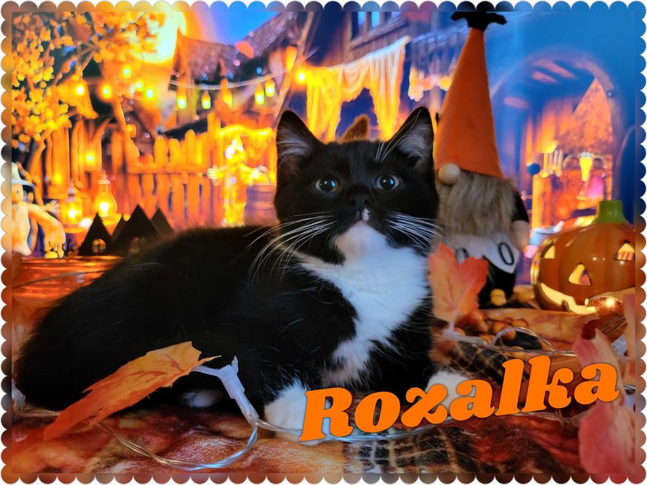 Cudowne kotki do adpocji, odrobaczone i zaszczepione