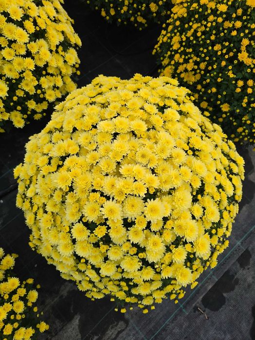 Piękne chryzantemy, sprzedaż prosto od ogrodnika.