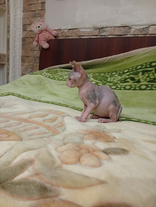 Канадский сфинкс