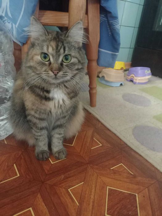 Киця-красуня близько року