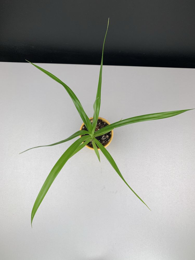 Панданус (Pandanus veitchii)