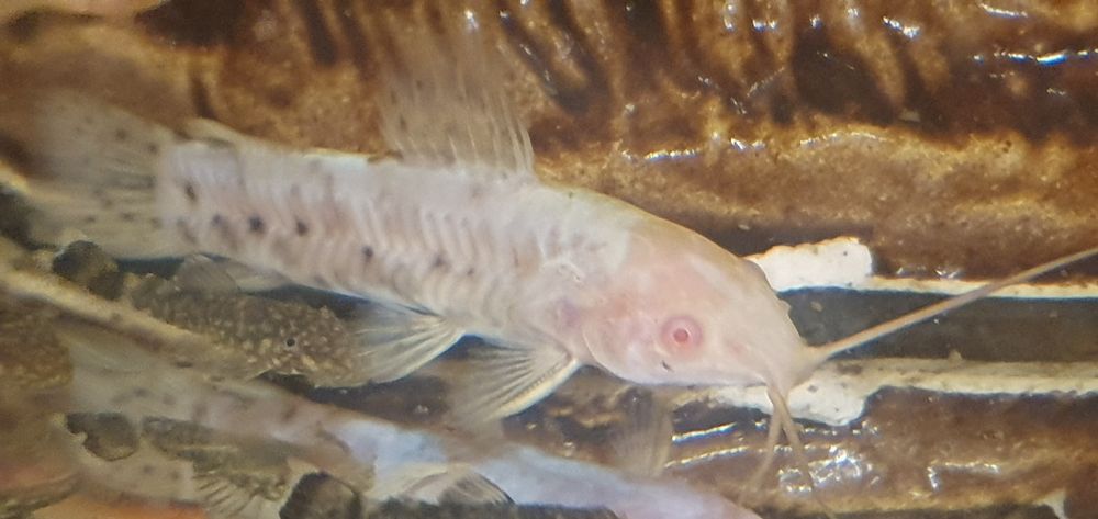 Kiryśnik czarnoplamy albinos