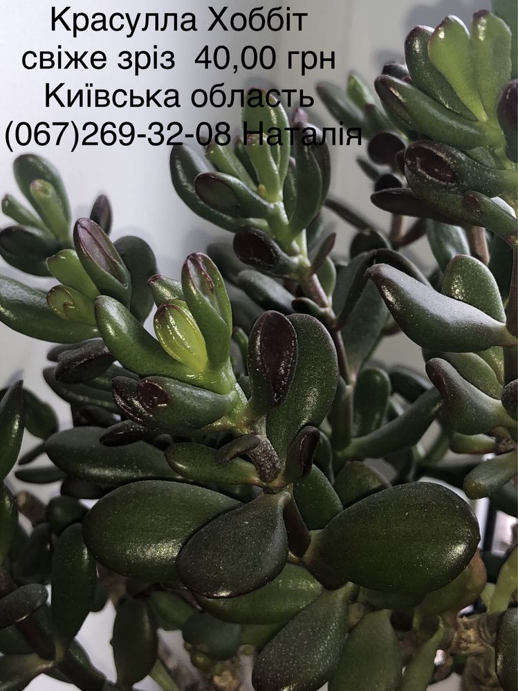Крассула види, товстянка, грошове дерево. Горщики