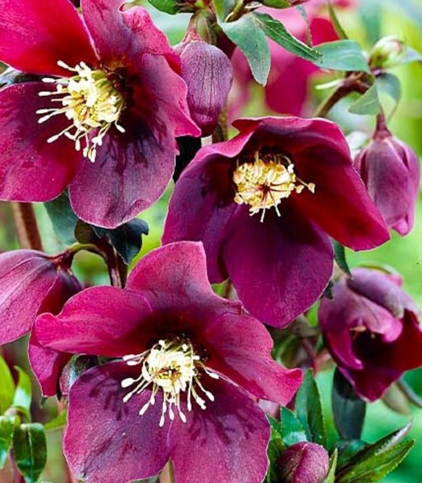 Морозник, садові квіти