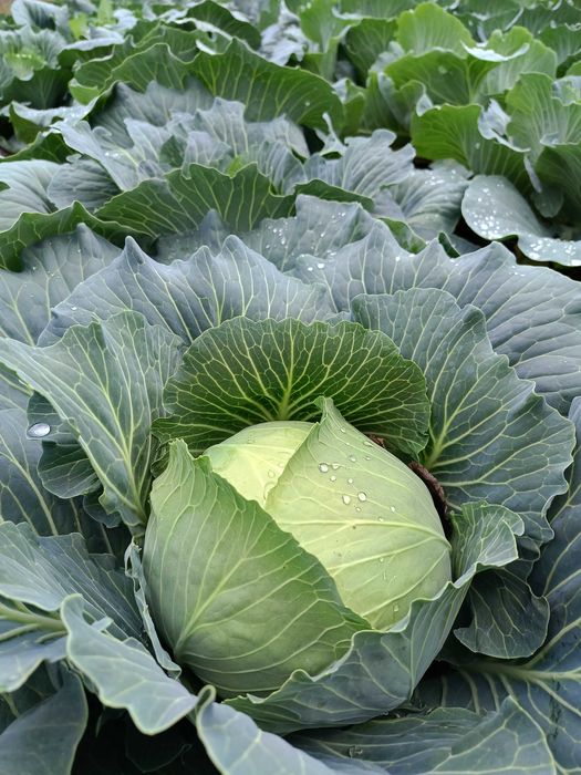 Продам капусту 15 грн