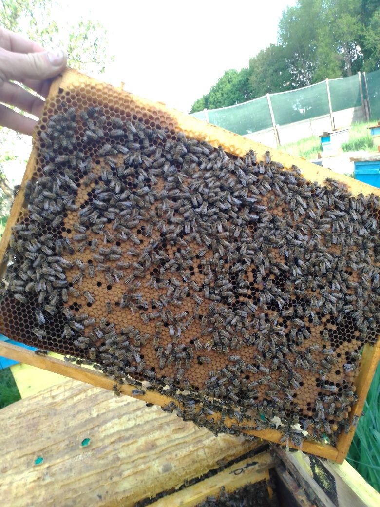 Пчелопакеты. Пчелы