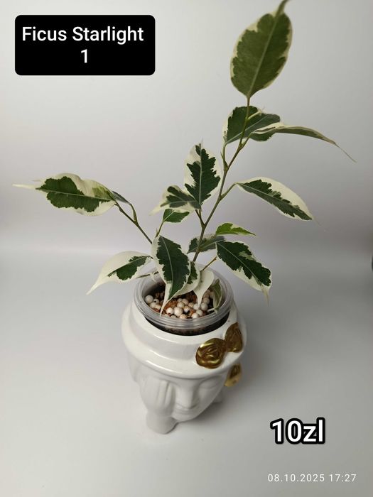 Maria Plants Ficus Starlight sadzonki