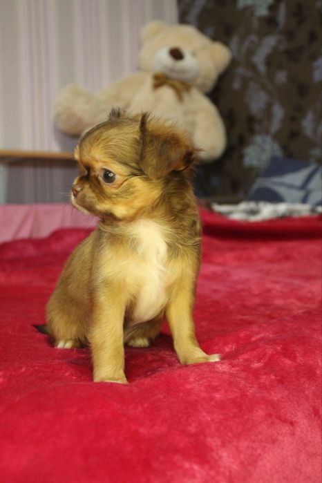 Маленька зірочка. КСУ