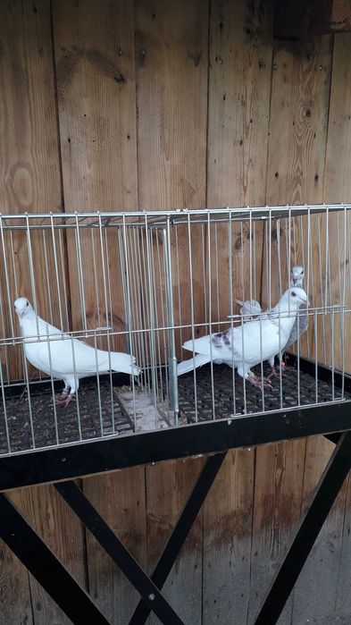 Pocztowy kolorowy para Andaluz białe 2025 r tygrysy