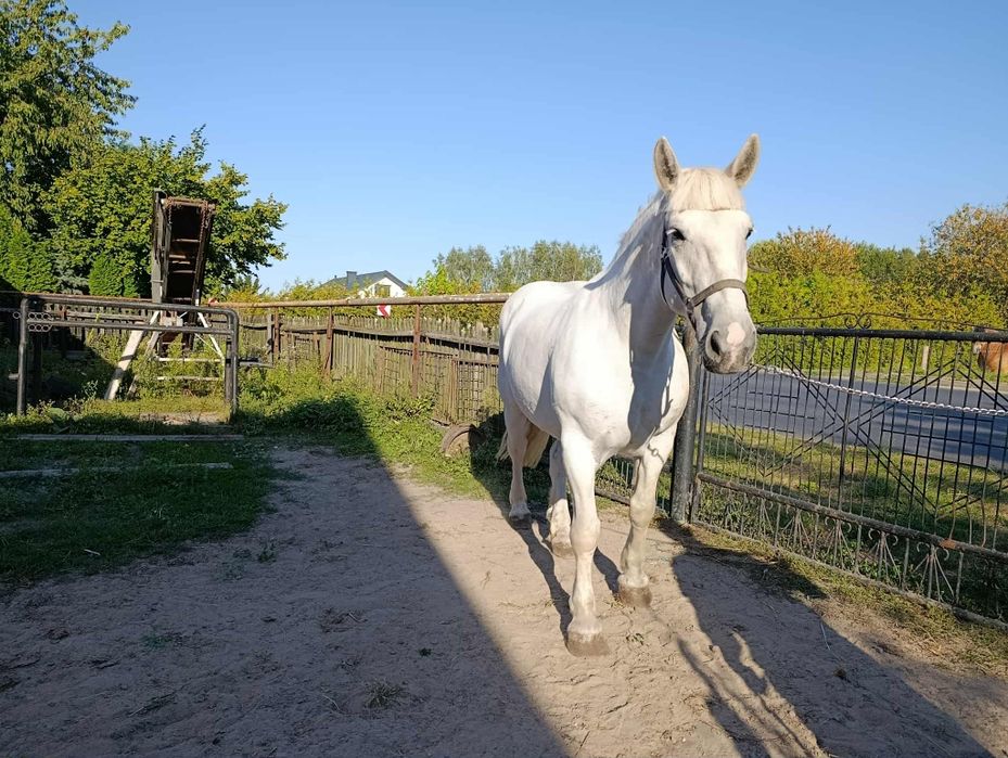 Siwa Zaprzęgana klacz zimnokrwista źrebna