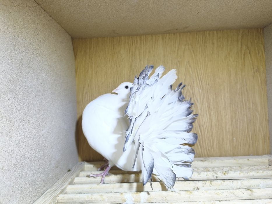 Gołębie pawiki lustrzane para