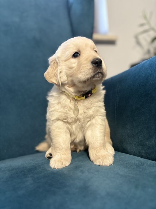Golden retriver Chłopczyk