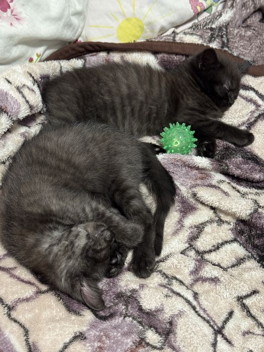 Чистокровні кошенята Шотландської породи (Фолд та Страйт)