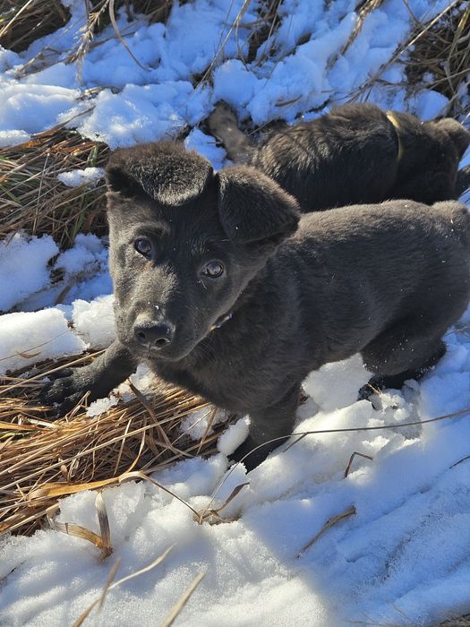 Віддам в добрі руки