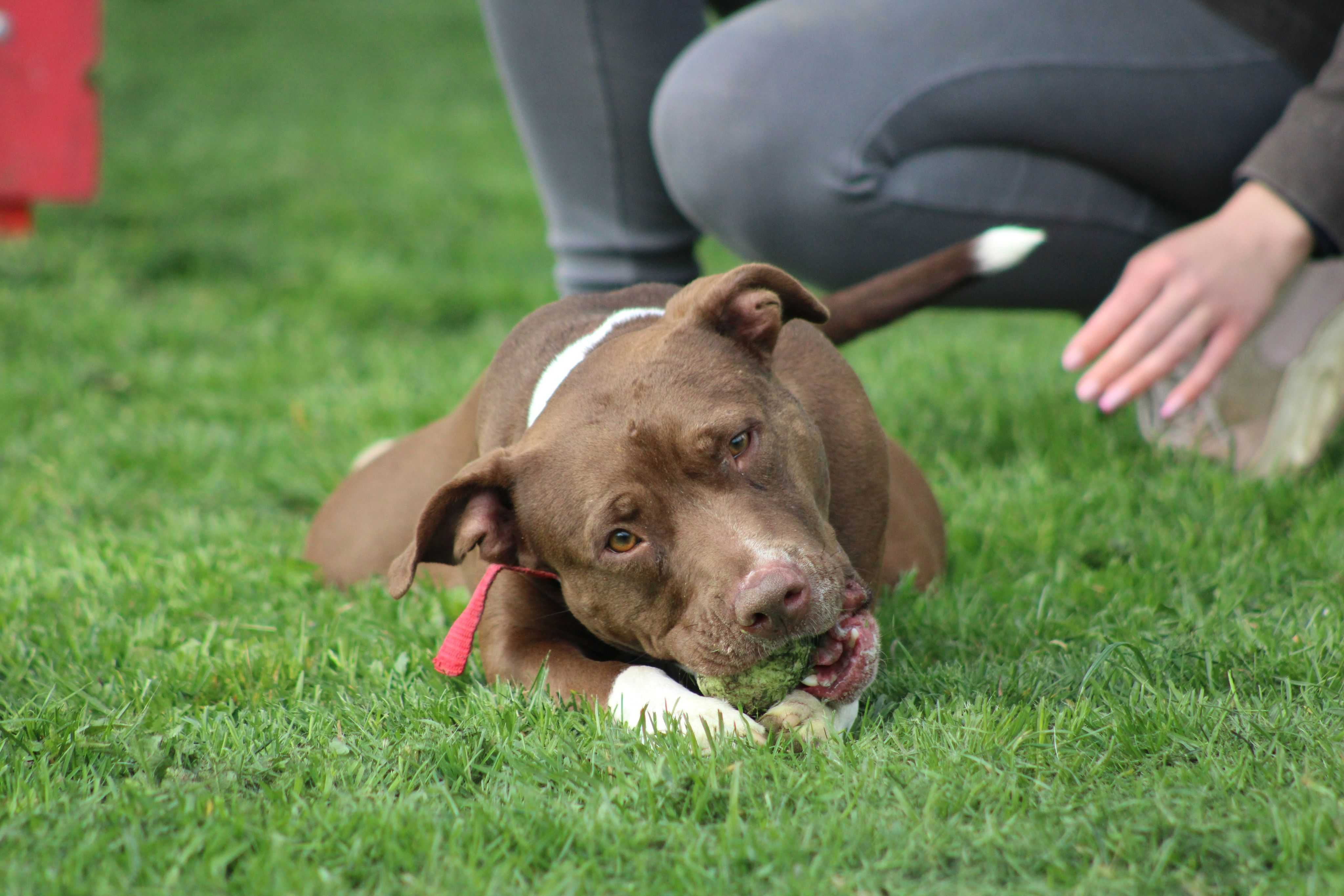 Sasza do adopcji za darmo pit bull