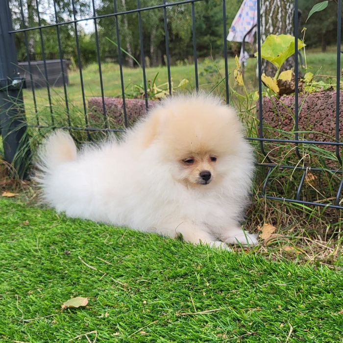 Szpic miniaturowy, szczenię, pomeranian
