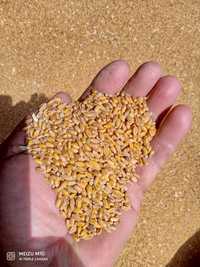 Пшениця  40 тон.