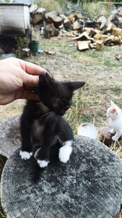 Кошенята в хороші руки