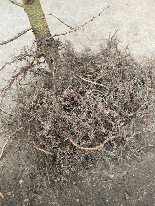 Sadzonki modrzew europejski 140 cm - 160 cm Szkółkowany