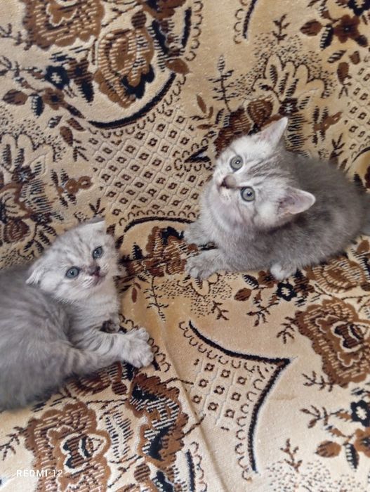 Шотландские котята