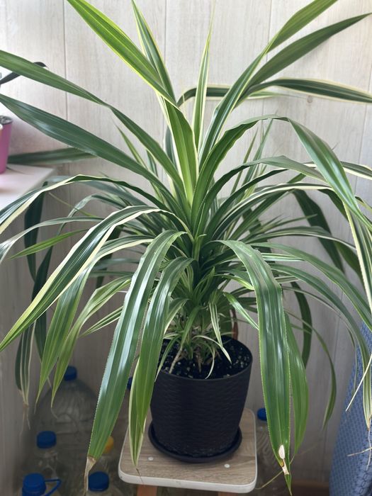 Комнатные растения