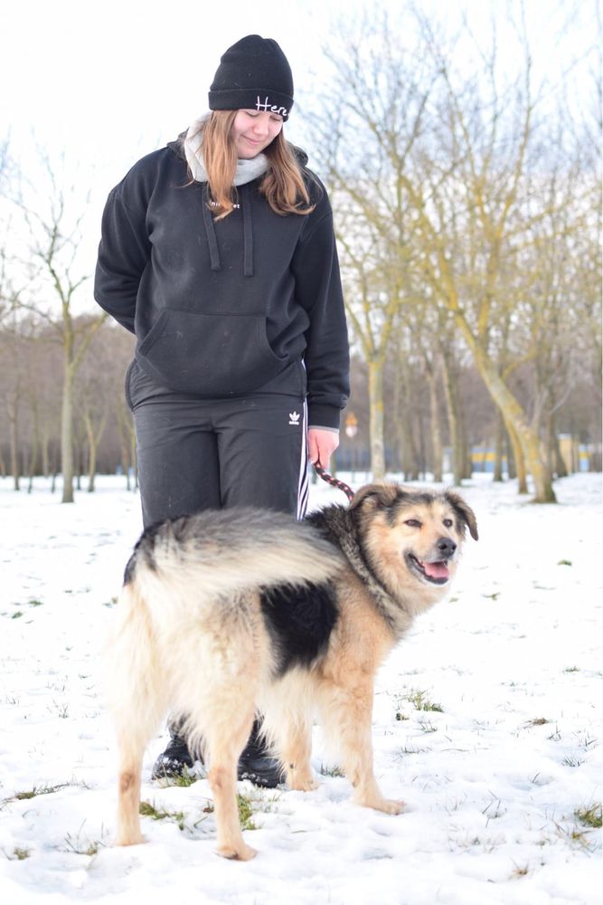 Mobi - średniej wielkości pies do adopcji - podaruj dom