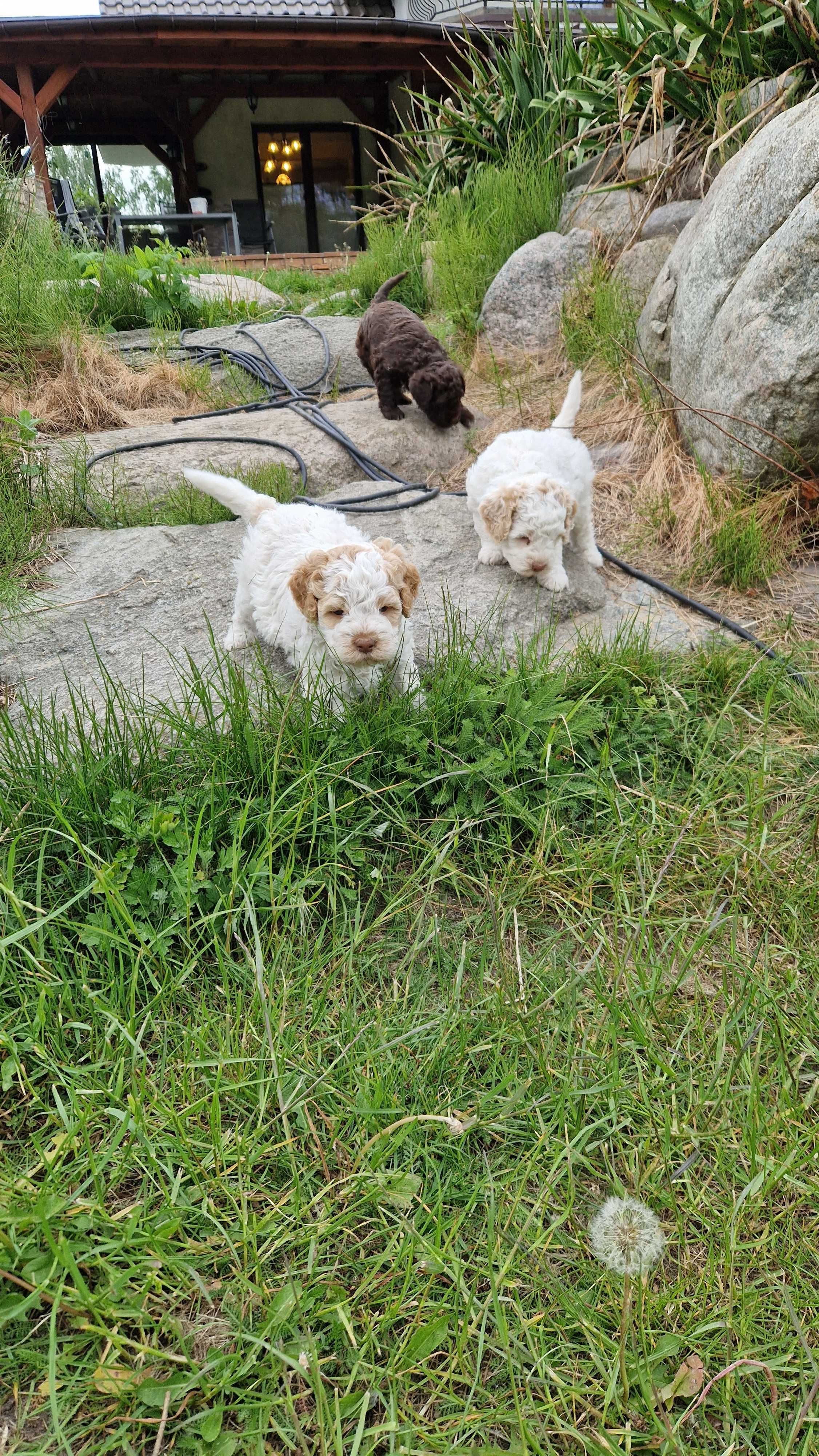 Piesek lagotto romagnolo fci