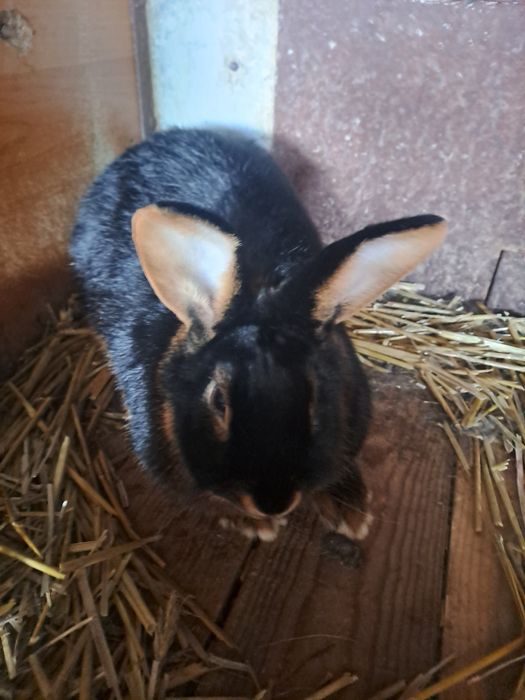 Królik  miniaturaka podpalany