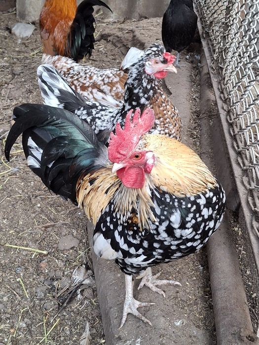 Инкубационное яйцо карликовых курочек