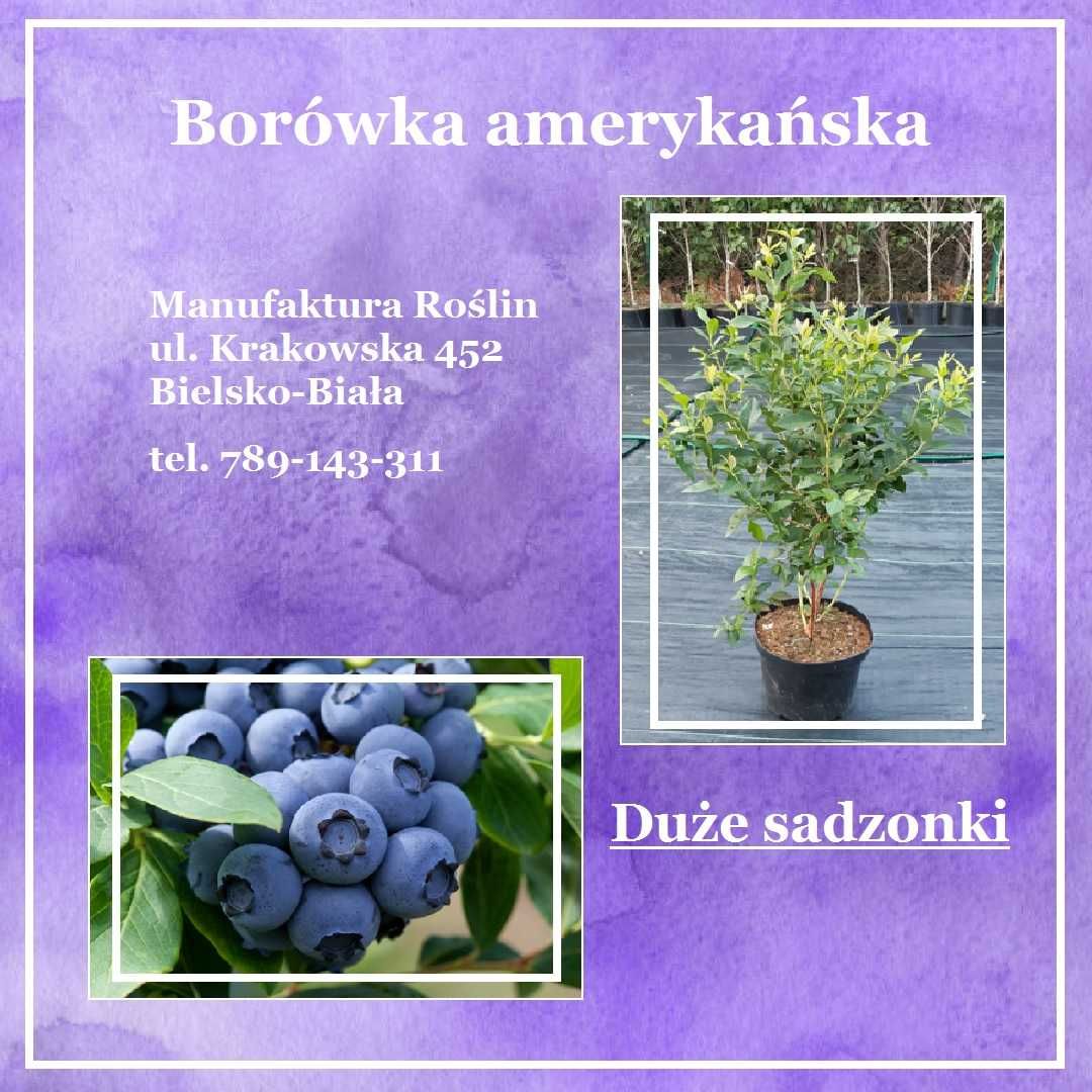 Borówka Amerykańska od PRODUCENTA - Mega Duże Sadzonki z owocami!!