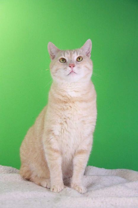 Лев, молодий котик, 2 роки