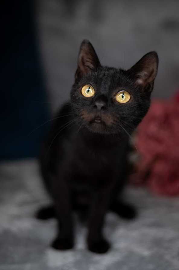 CHEETOS i OJLA - do wspólnej adopcji młode kotki