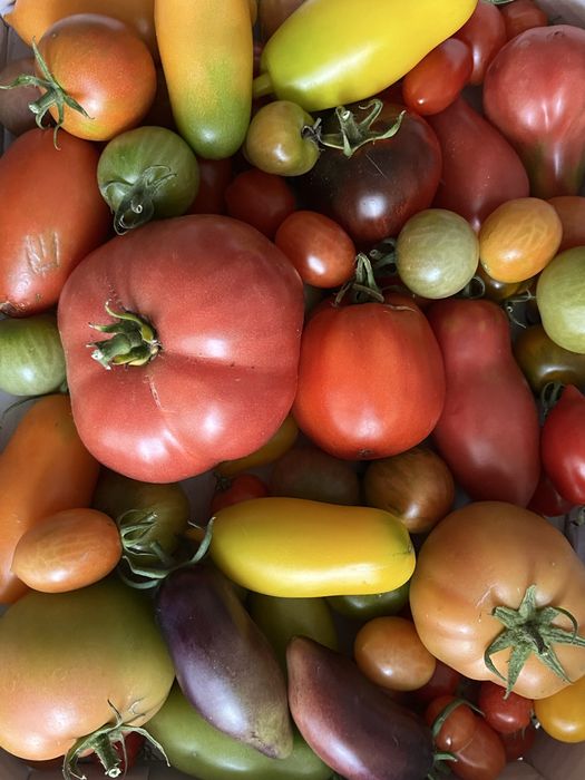 pomidory, nasiona ekologiczne kolekcjonerskie. Wielki wybór