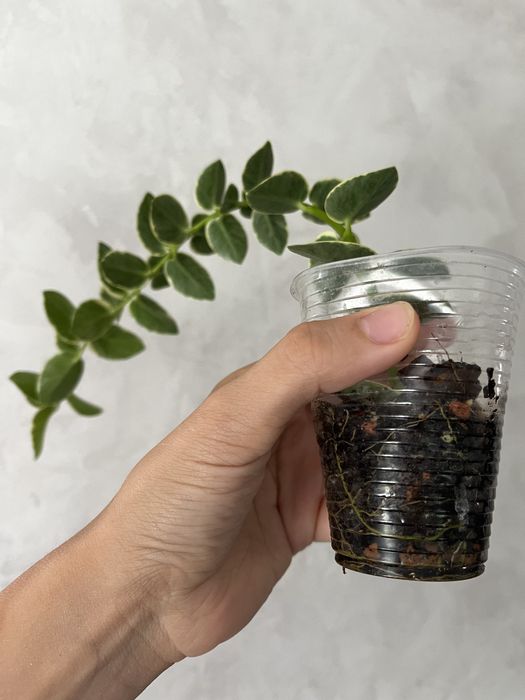 Хойя Cumingiana alba камінджиана альба