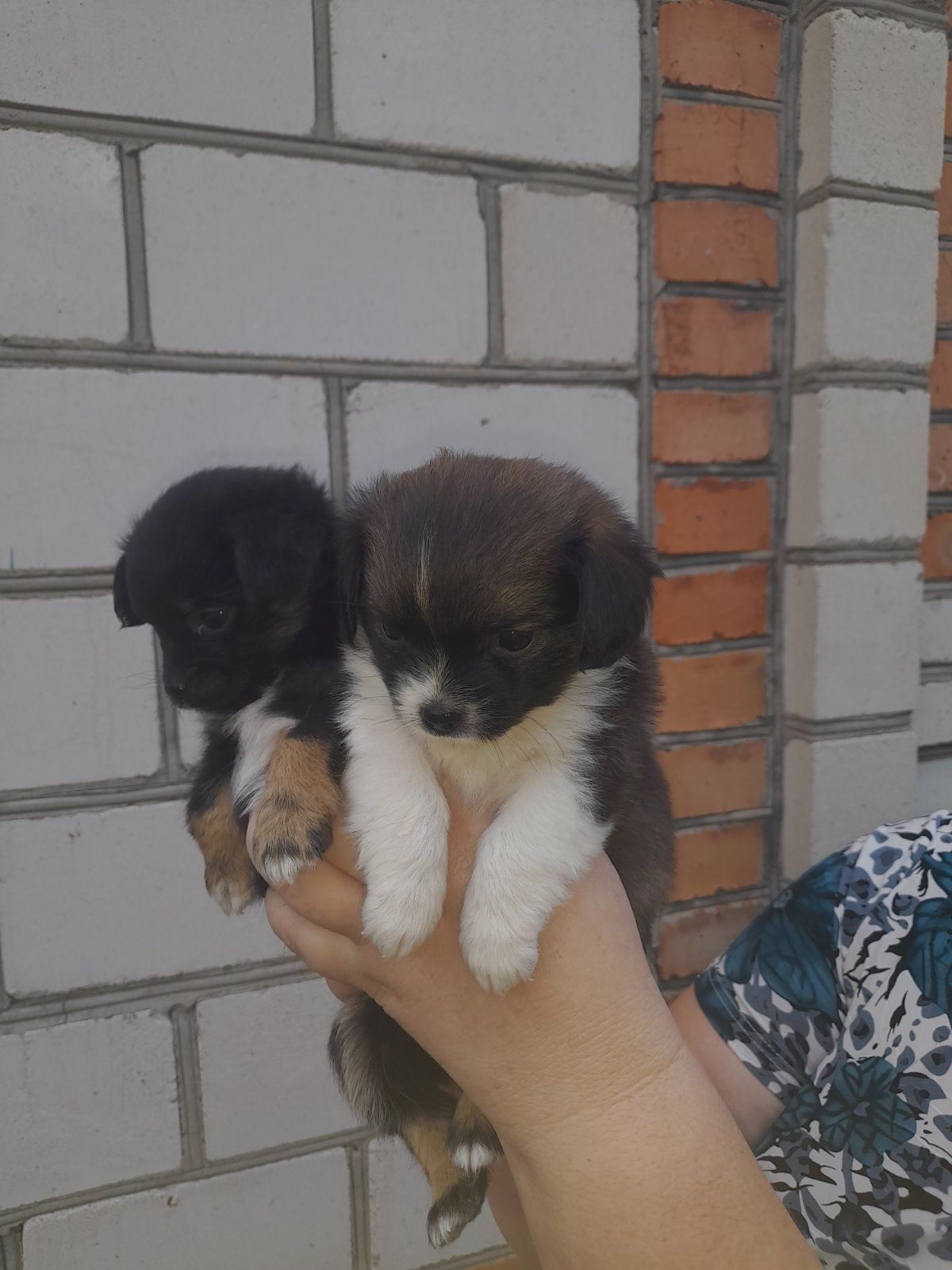Продам пекінесів