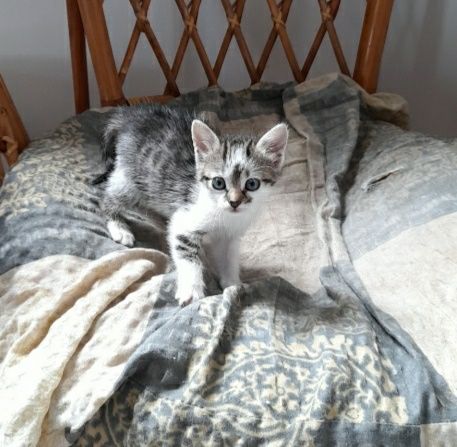 Evi i Kitku do wspólnej adopcji