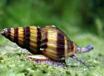 Caracol Helena (assasino)