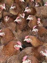 Kury nioski z wolnego wybiegu ! Rossa Messa Leghorn Dominant !