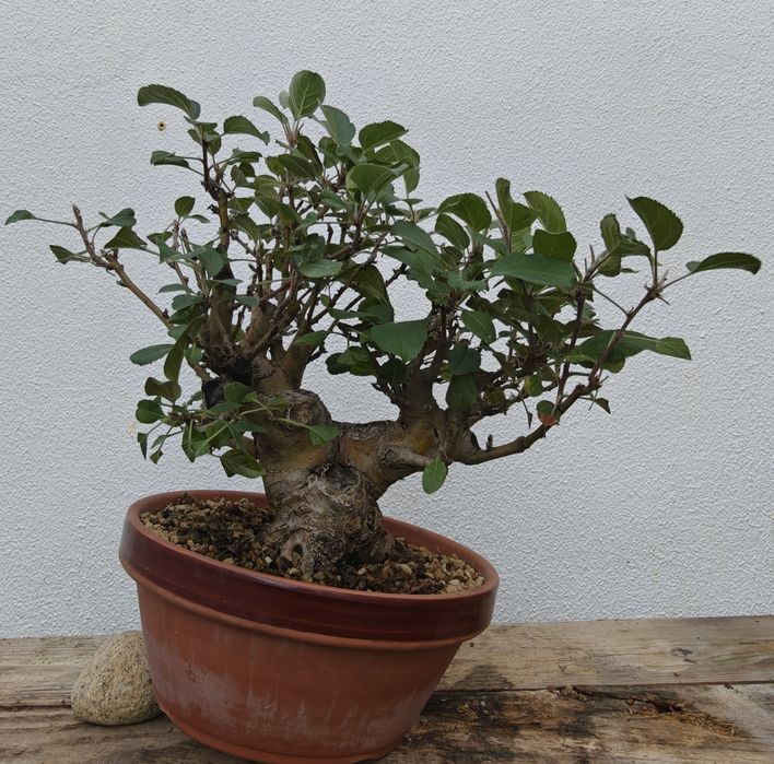 Macieira Bonsai, malus evereste